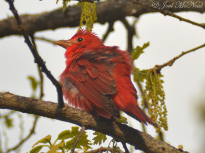 Summer Tanager