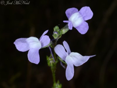Common Toadflax: Nuttallanthus canadensis