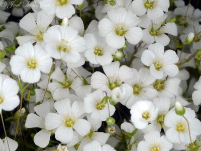 One-flowered Stitchwort: Minuartia uniflora