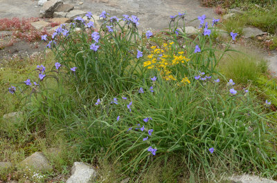 Diamorpha smallii, Tradescantia ohioensis, & Packera tomentosa