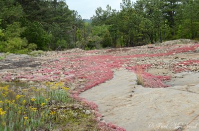 Diamorpha smallii & Packera tomentosa