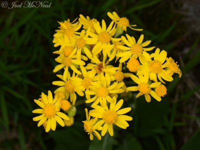 Wooly Ragwort: Packera tomentosa