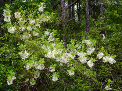 White Fringetree: Chionanthus virginicus
