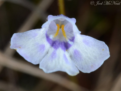 Piedmont False-pimpernel: Lindernia monticola