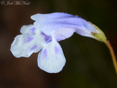 Piedmont False-pimpernel: Lindernia monticola