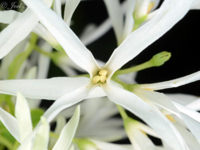 White Fringetree: Chionanthus virginicus