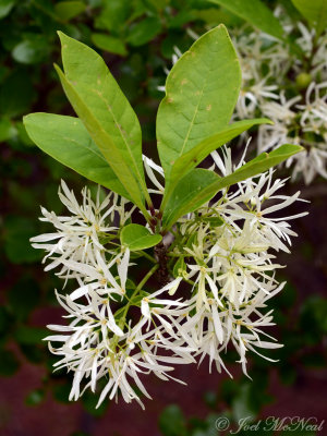 White Fringetree: Chionanthus virginicus