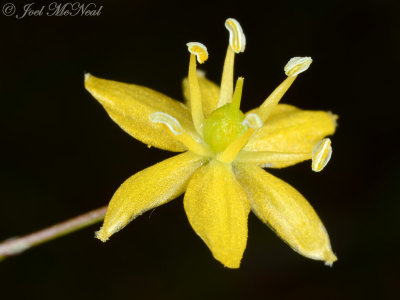 Yellow Sunnybells: Schoenolirion croceum