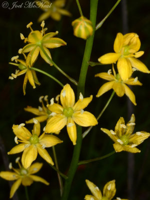 Yellow Sunnybells: Schoenolirion croceum