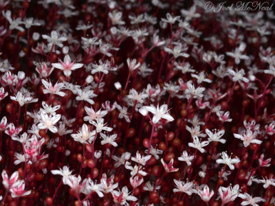 Elf Orpine: Diamorpha smallii