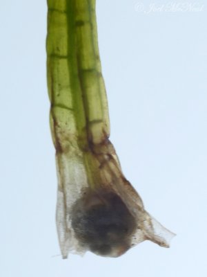 Black-spored Quillwort (Isoetes melanospora): megasporangium