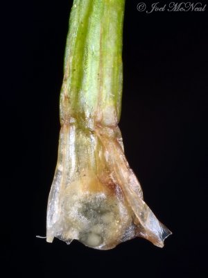 Black-spored Quillwort (Isoetes melanospora): megasporangium
