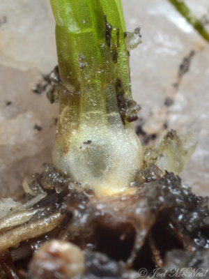 Black-spored Quillwort (Isoetes melanospora) fertile leaf bases