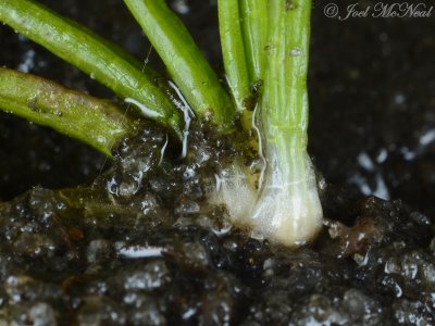 Black-spored Quillwort (Isoetes melanospora) fertile leaf bases