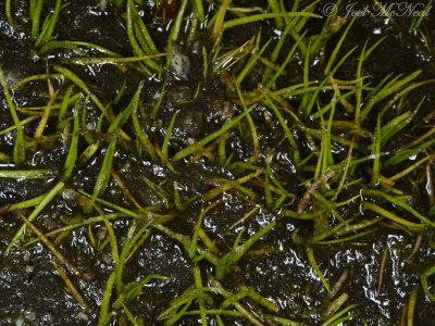 Black-spored Quillwort: Isoetes melanospora