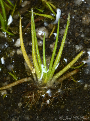 Black-spored Quillwort: Isoetes melanospora