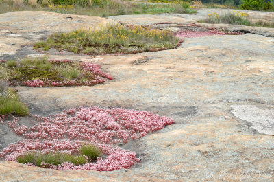 Dish gardens at Bradley Peak summit