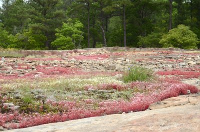 Diamorpha smallii, Tradescantia ohioensis, & Minuartia uniflora