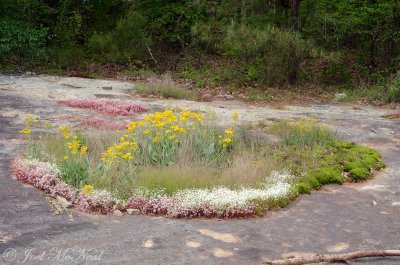 Packera tomentosa, Minuartia uniflora, and Diamorpha smallii