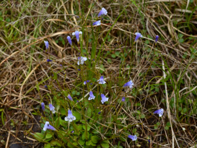 Piedmont False-pimpernel: Lindernia monticola