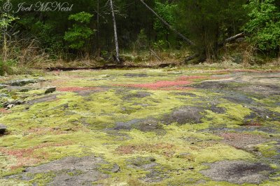 Granite flatrock with Diamorpha smallii (red) and Grimmia laevigata (green moss)