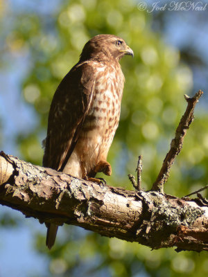 Broad-winged Hawk: State Botanical Garden of GA