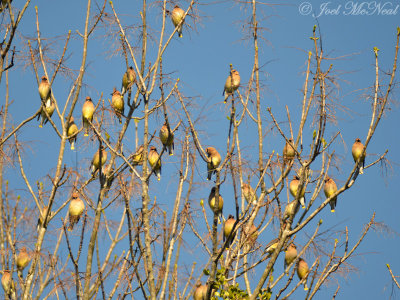 Cedar Waxwings: State Botanical Garden of GA