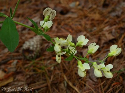 Cream Wild Indigo: <i>Baptisia leucophaea</i>