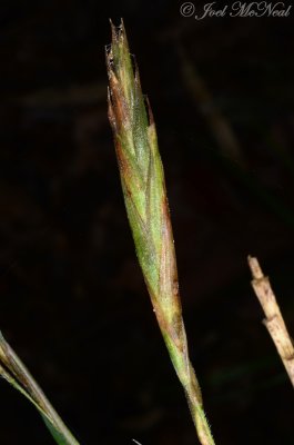Switch Cane (Arundinaria gigantia tecta) spikelet