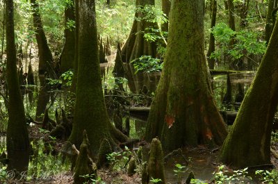 Bald Cypress swamp