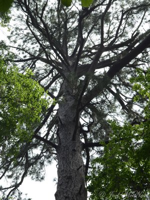 World's largest Loblolly Pine (Pinus taeda)