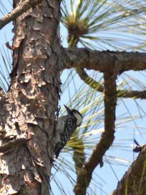 Red-cockaded Woodpecker