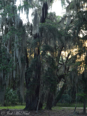 Sunrise behind Live Oaks & Spanish Moss