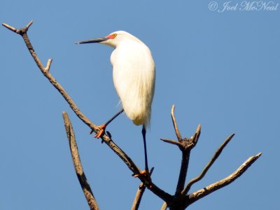 Snowy Egret