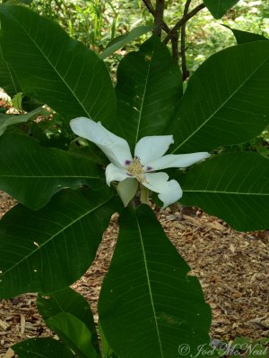 Ashe Magnolia: Magnolia ashei