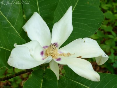 Ashe Magnolia: Magnolia ashei