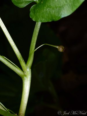 Croomia pauciflora: developing capsule