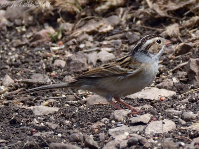 Clay-colored Sparrow