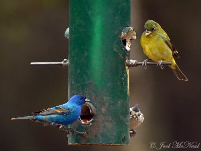 female Painted Bunting, Black-crested Titmouse, and male Indigo Bunting