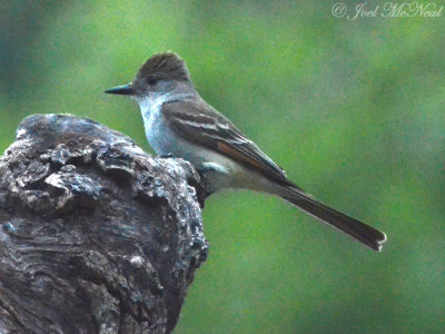 Ash-throated Flycatcher: Myiarchus cinerascens