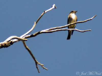 Olive-sided Flycatcher: Contopus cooperi, Pinery Canyon, Chiricahua Mts.