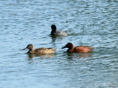 Cinnamon Teal: Anas cyanoptera, pair with American Coot