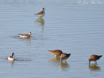 Wilson's Phalaropes and Long-billed Dowitchers