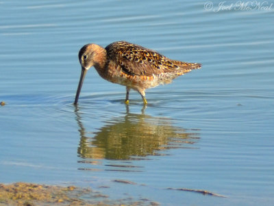 Long-billed Dowitcher