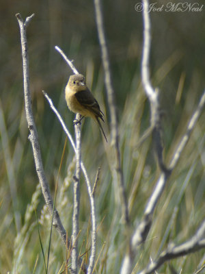 Buff-breasted Flycatcher: Empidonax fulvifrons