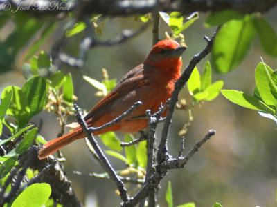male Hepatic Tanager