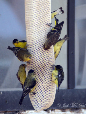 Lesser Goldfinches and Pine Siskin