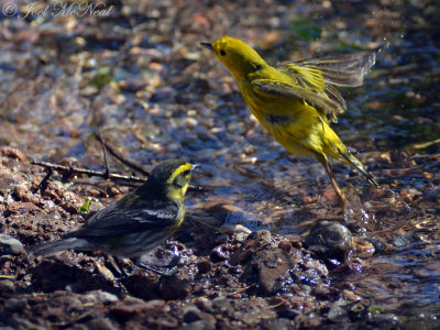 Townsend's and Yellow Warblers