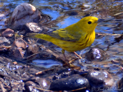 Yellow Warbler