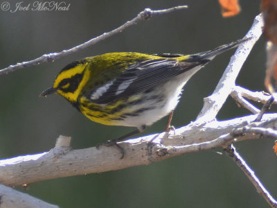 Townsend's Warbler